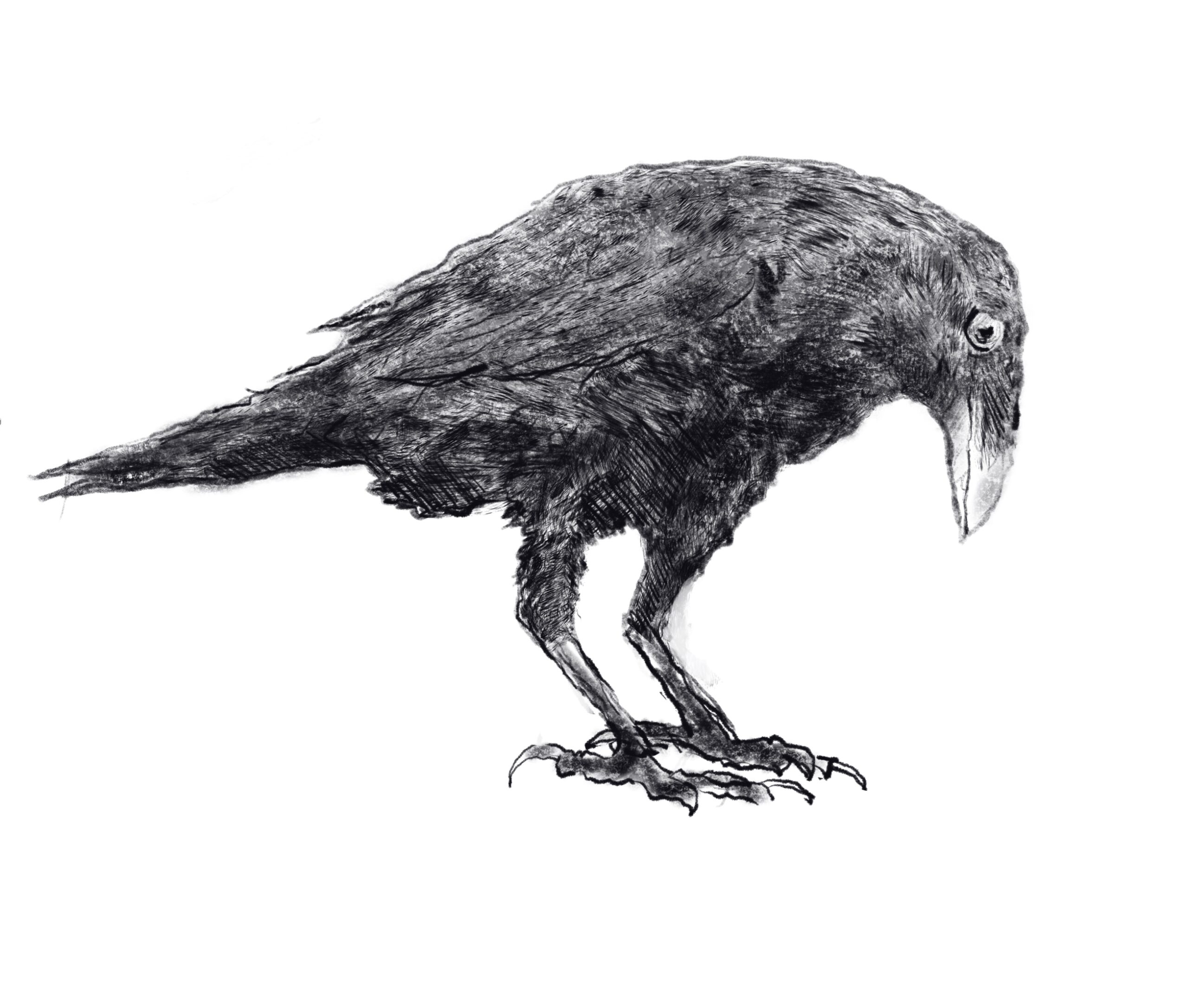 picture of a raven looking down